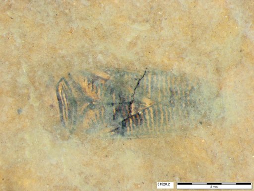 Genus sp