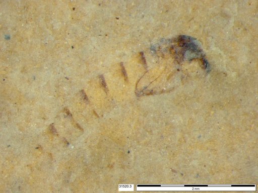 Genus sp