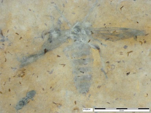 Genus sp