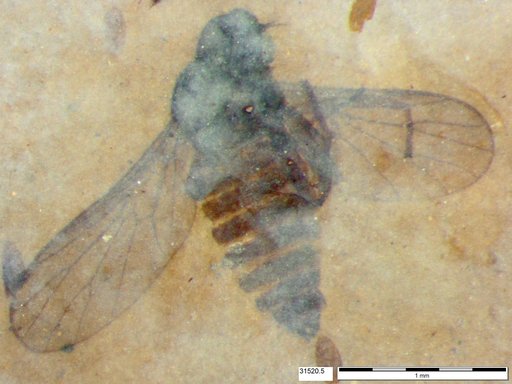 Diptera