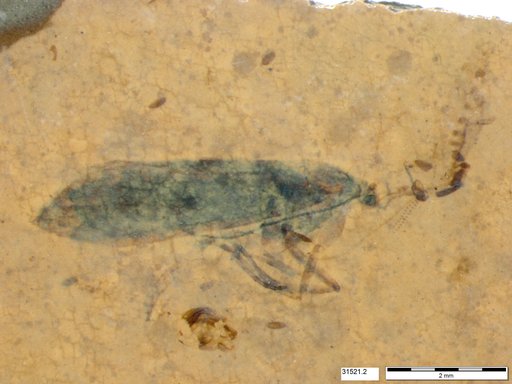 Insecta