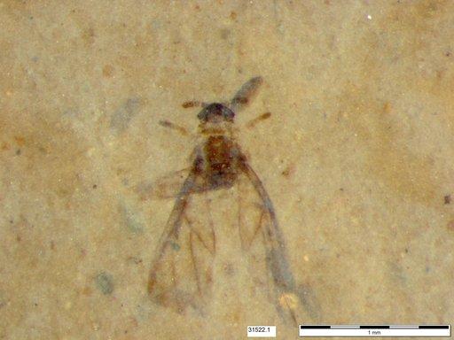 Aphididae