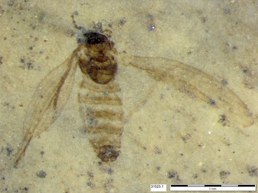 Diptera