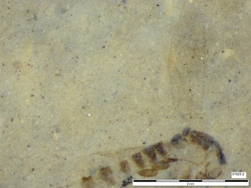 Chaoboridae
