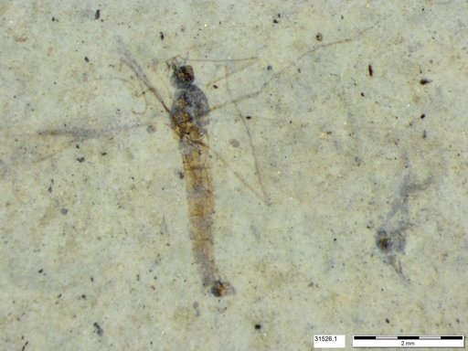 Genus sp
