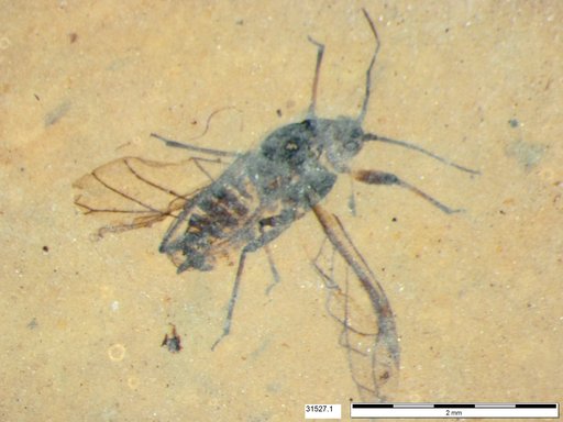 Aphididae
