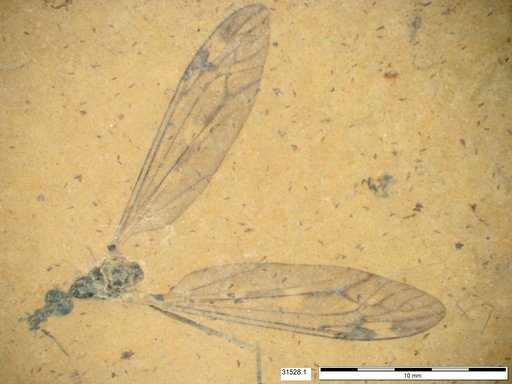 Genus sp