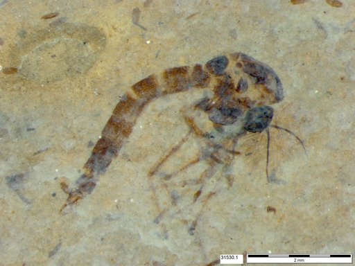 Genus sp