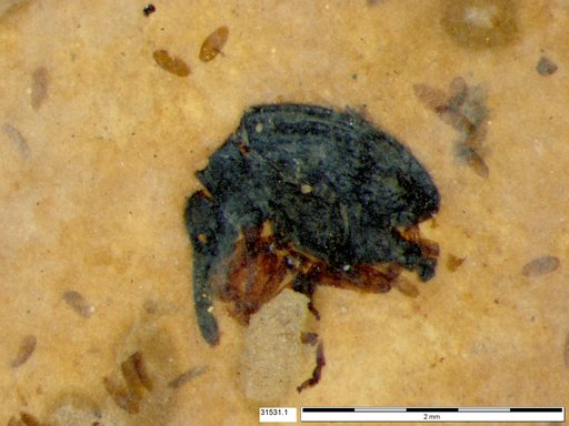 Genus sp