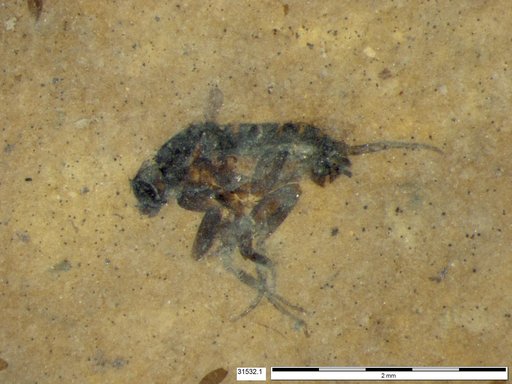 Phoridae