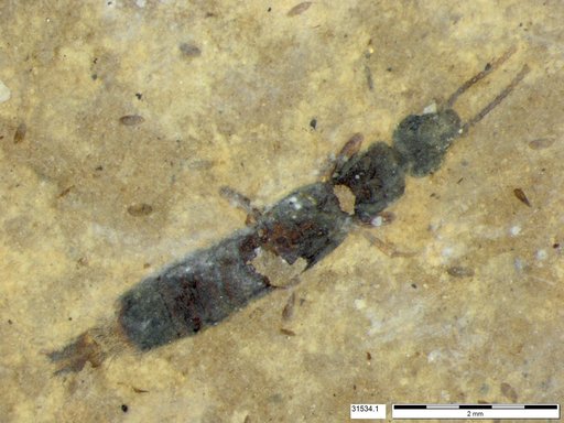 Genus sp