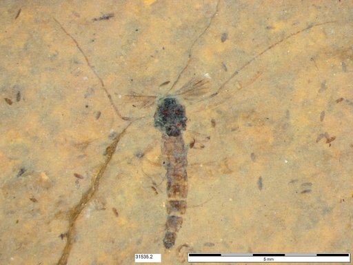 Genus sp