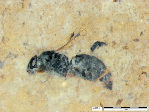 Genus sp