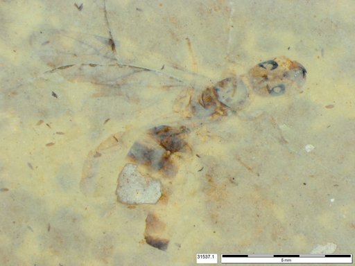 Formicidae