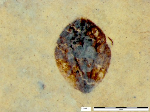 Tracheophyta