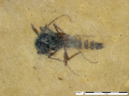 Diptera