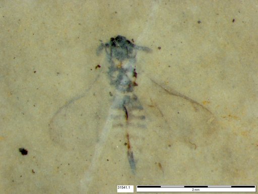 Genus sp