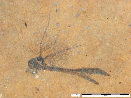 Genus sp