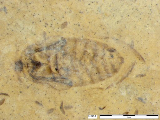 Corixidae