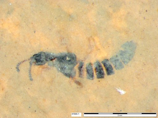 Genus sp