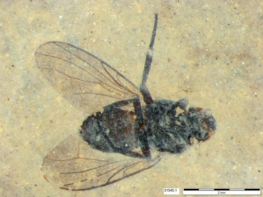 Diptera