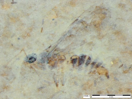 Formicidae