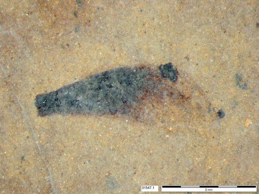 Tracheophyta