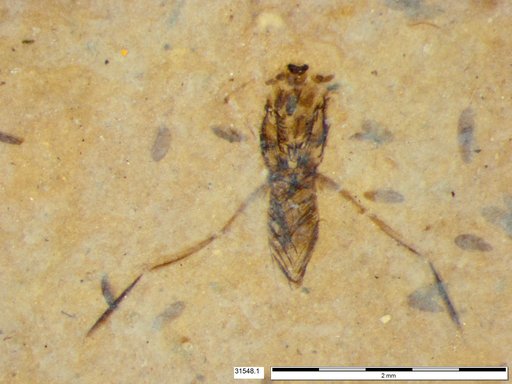 Notonectidae