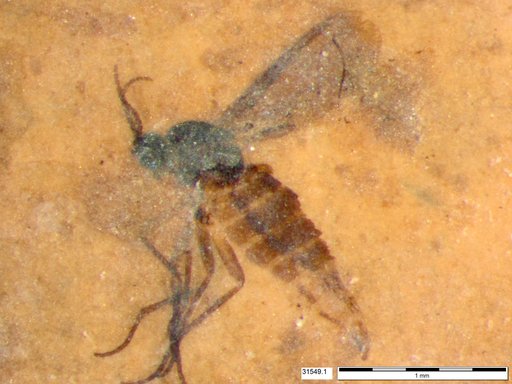 Diptera