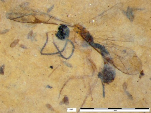 Ichneumonidae
