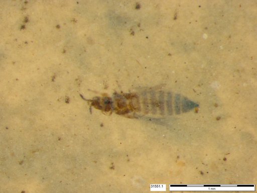 Genus sp
