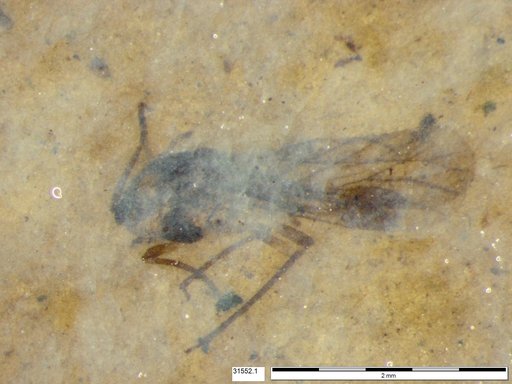 Aphididae