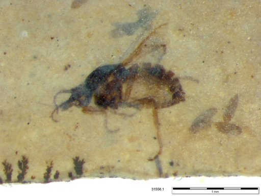 Diptera