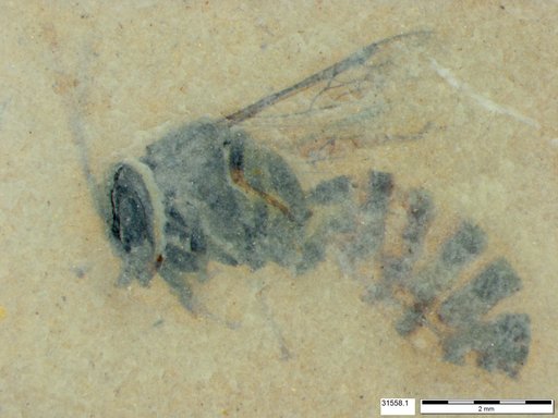 Vespidae