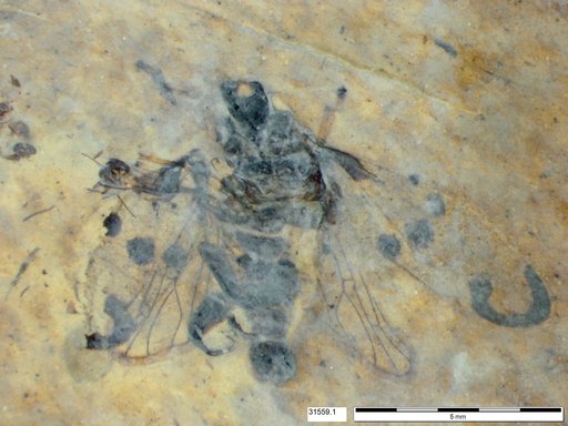 Genus sp