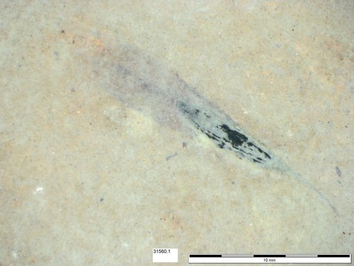 Tracheophyta