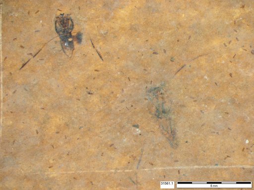 Notonectidae