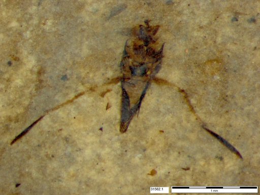 Notonectidae