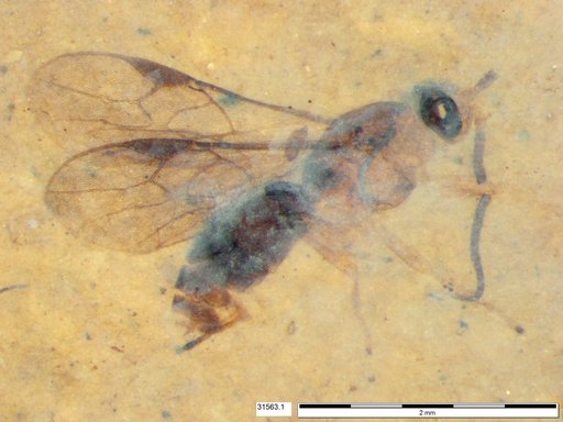 Braconidae