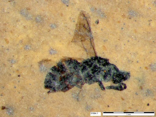 Genus sp