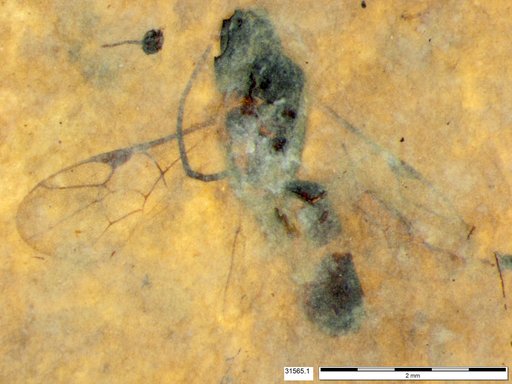 Ichneumonidae