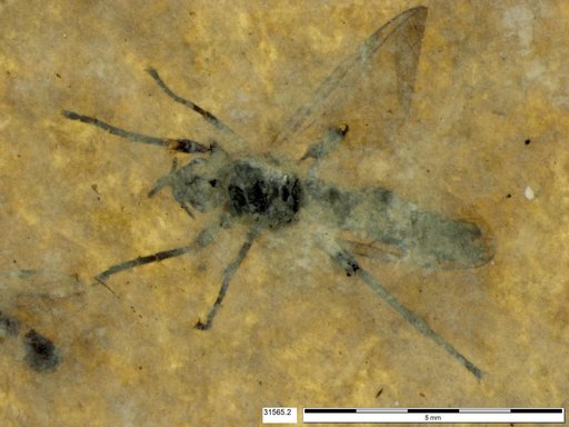 Genus sp