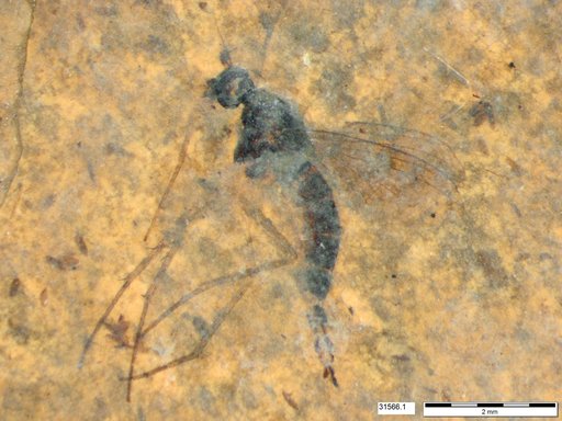 Diptera