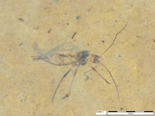 Aphididae