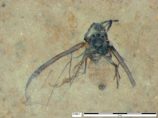 Aphididae