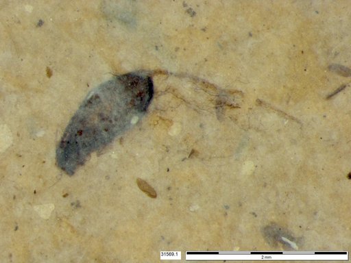 Tracheophyta