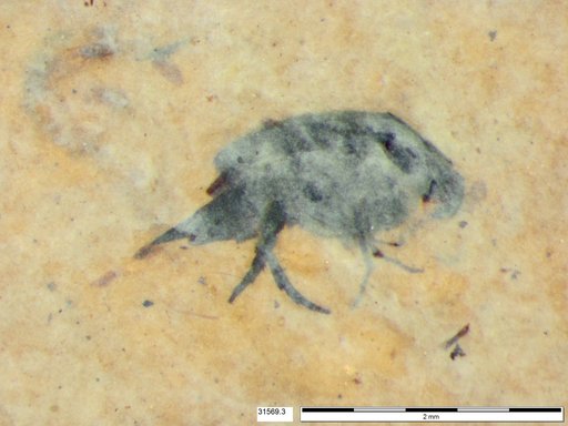 Mordellidae