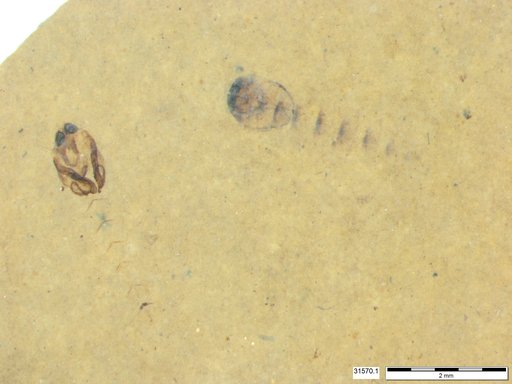 Genus sp