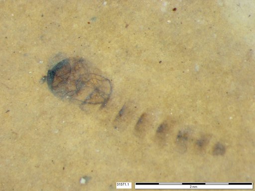Genus sp