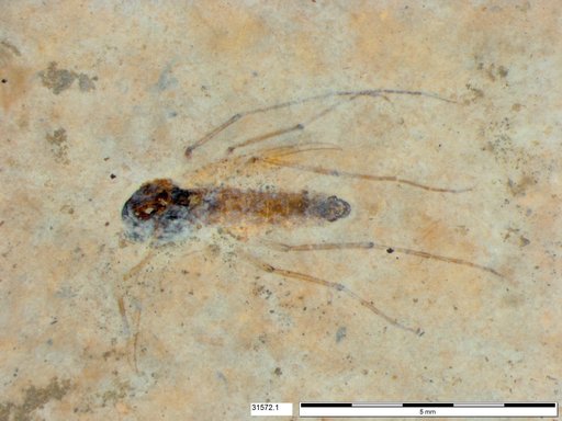 Diptera